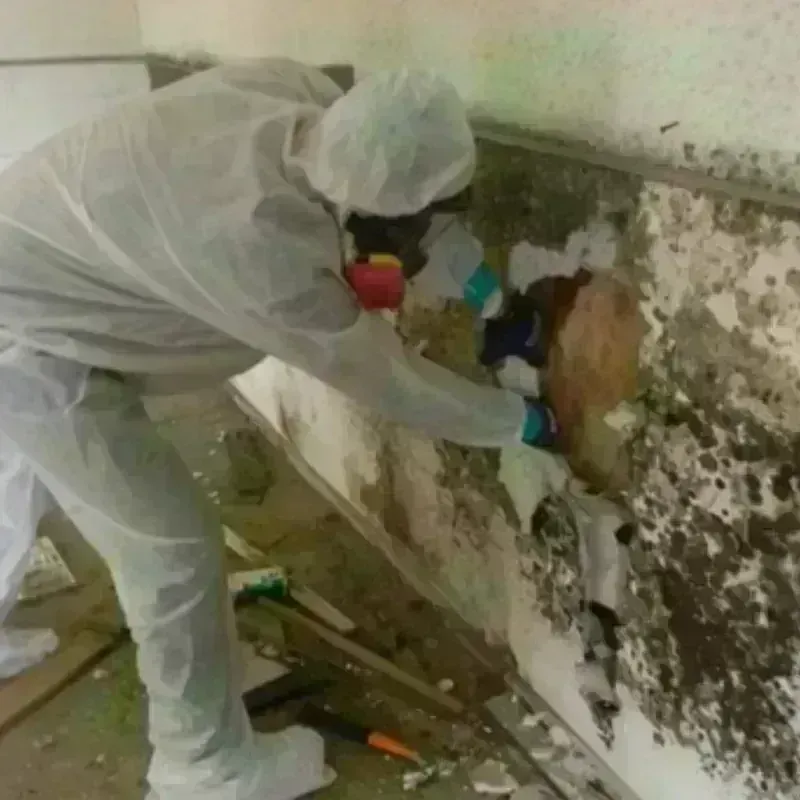 Mold Remediation and Removal in Sutter Creek, CA